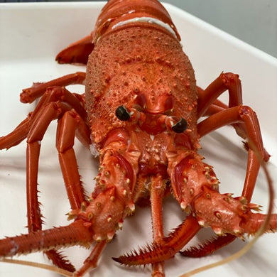 Lobster Australian cooked 750-800gm