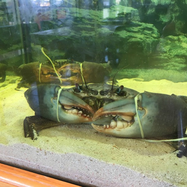 Mud Crabs Live or Cooked