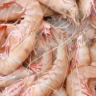 Prawns Green Large Ocean King Bulk Buy