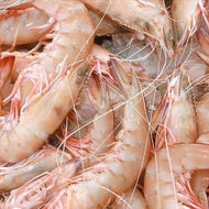 Prawns XL Green Ocean King Bulk Buy
