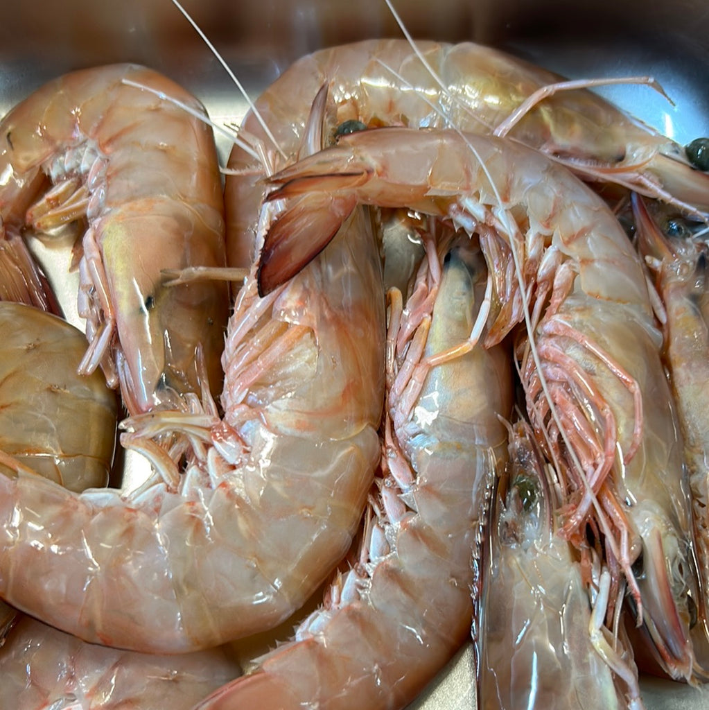 Prawns Green whole -L Ocean King Queensland Green – Stoney the Fishmonger