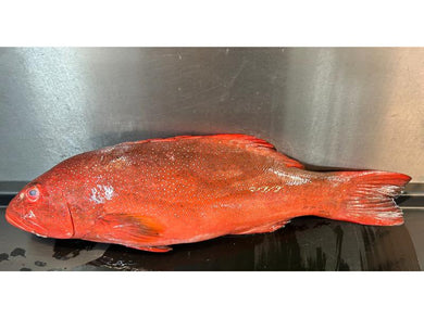 Coral Trout Whole