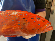 Coral Trout Whole