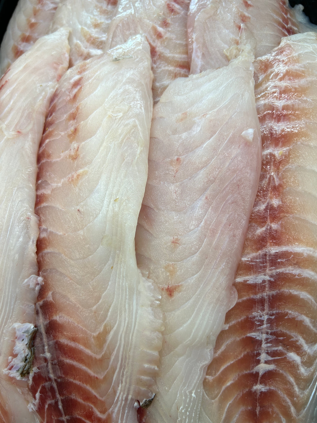 Snapper Knobby Snapper fillets