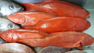 Coral Trout Whole