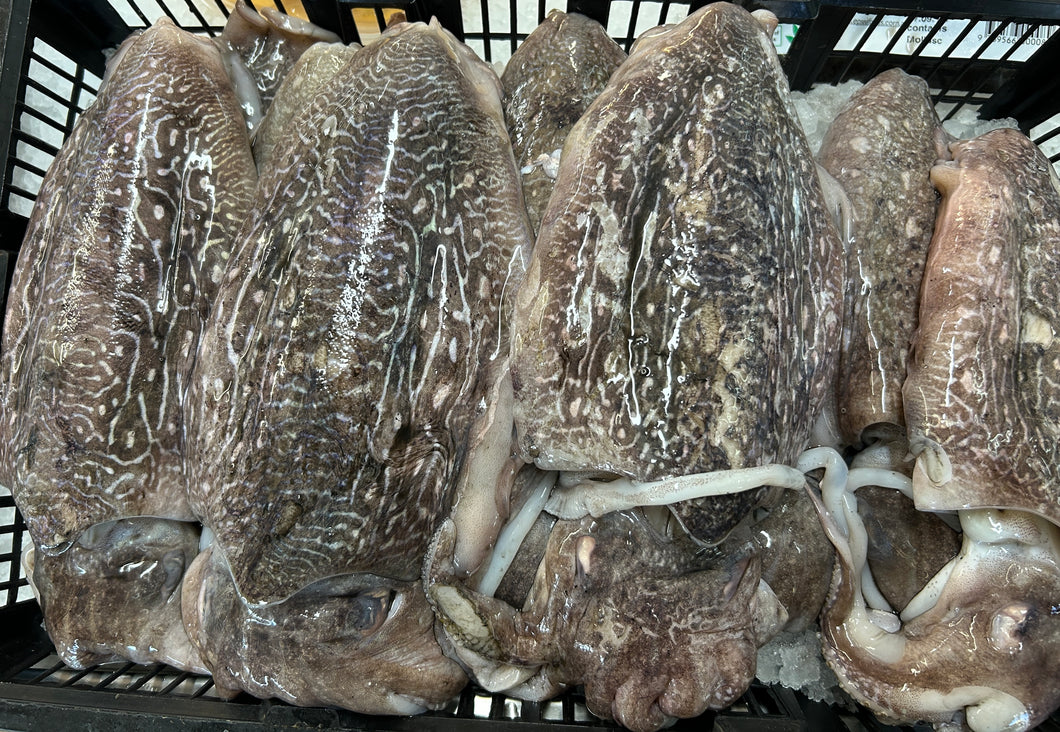 Cuttlefish Qld