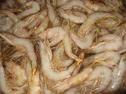 Prawns Soft and Broken Green QLD