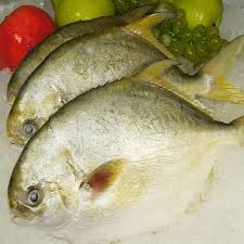 Golden Pomfret
