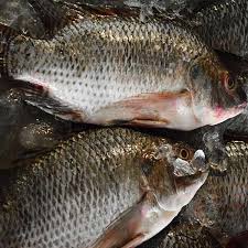 Tilapia Whole