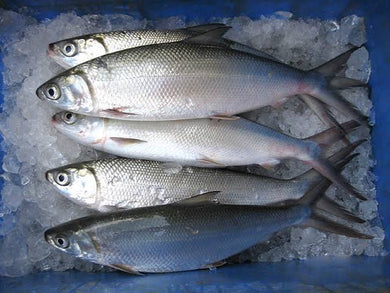 Milkfish Whole