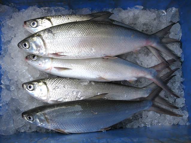 Milkfish Whole