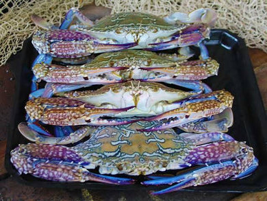 Crab Sand Crabs Queensland Raw