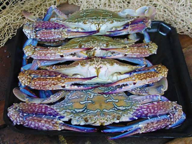 Crab Sand Crabs Queensland Raw