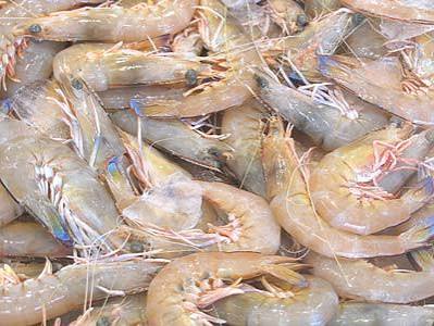 Prawns whole -Medium 15/25 Green