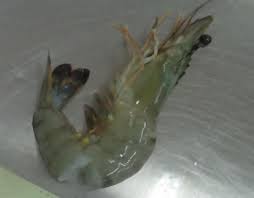 Prawns Soft and Broken King Bulk Buy