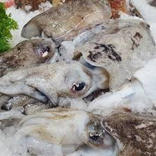 Cuttlefish Qld