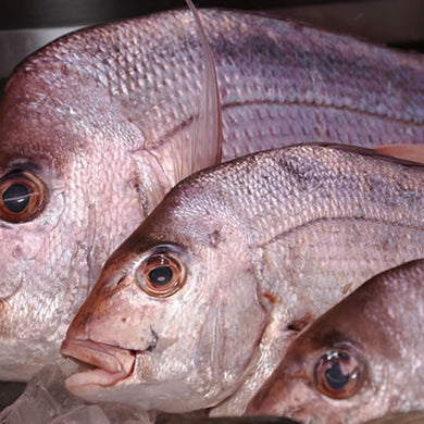 Snapper whole Qld Squire