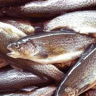 Smoked Rainbow Trout whole