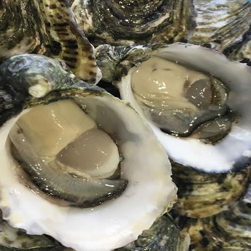 Oysters Pacific plate