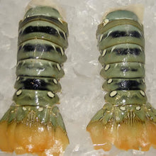 XL Lobster Tails Green