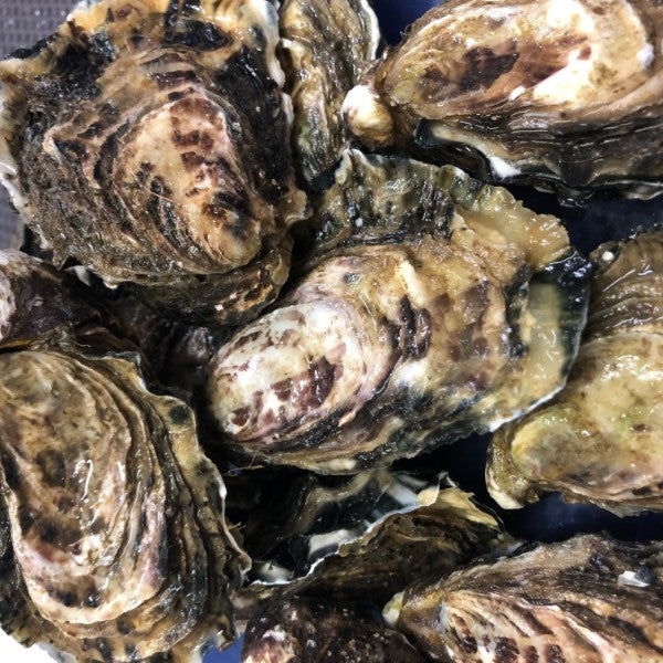 Oysters live unshucked