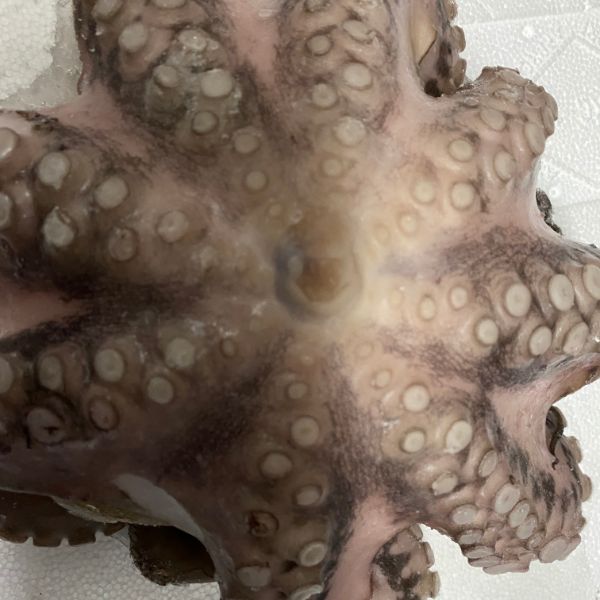 Octopus XL Flower