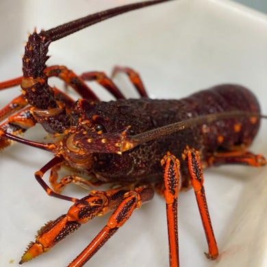 Lobster - Australian Live 1.5kg+